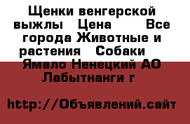 Щенки венгерской выжлы › Цена ­ 1 - Все города Животные и растения » Собаки   . Ямало-Ненецкий АО,Лабытнанги г.